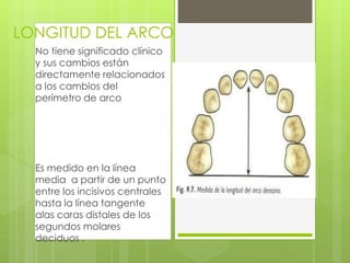 LONGITUD DEL ARCO
No tiene significado clínico
y sus cambios están
directamente relacionados
a los cambios del
perímetro de arco
Es medido en la línea
media a partir de un punto
entre los incisivos centrales
hasta la línea tangente
alas caras distales de los
segundos molares
deciduos .
 