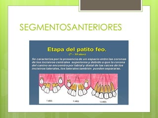 SEGMENTOSANTERIORES
 