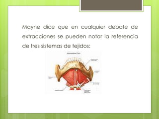 Mayne dice que en cualquier debate de
extracciones se pueden notar la referencia
de tres sistemas de tejidos:
 