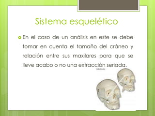 Sistema esquelético
 En el caso de un análisis en este se debe
tomar en cuenta el tamaño del cráneo y
relación entre sus maxilares para que se
lleve acabo o no una extracción seriada.
 
