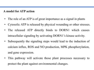 Extracellular ATP as a central signaling molecule in plant stress ...