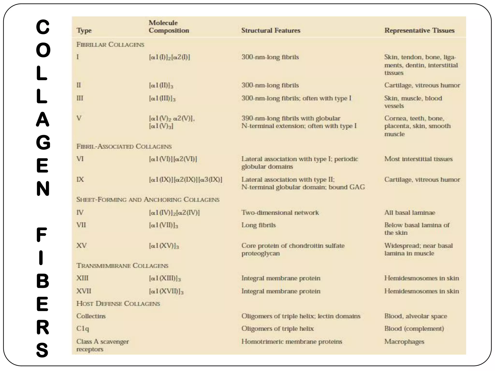 C
O
L
L
A
G
E
N

F
I
B
E
R
S
 