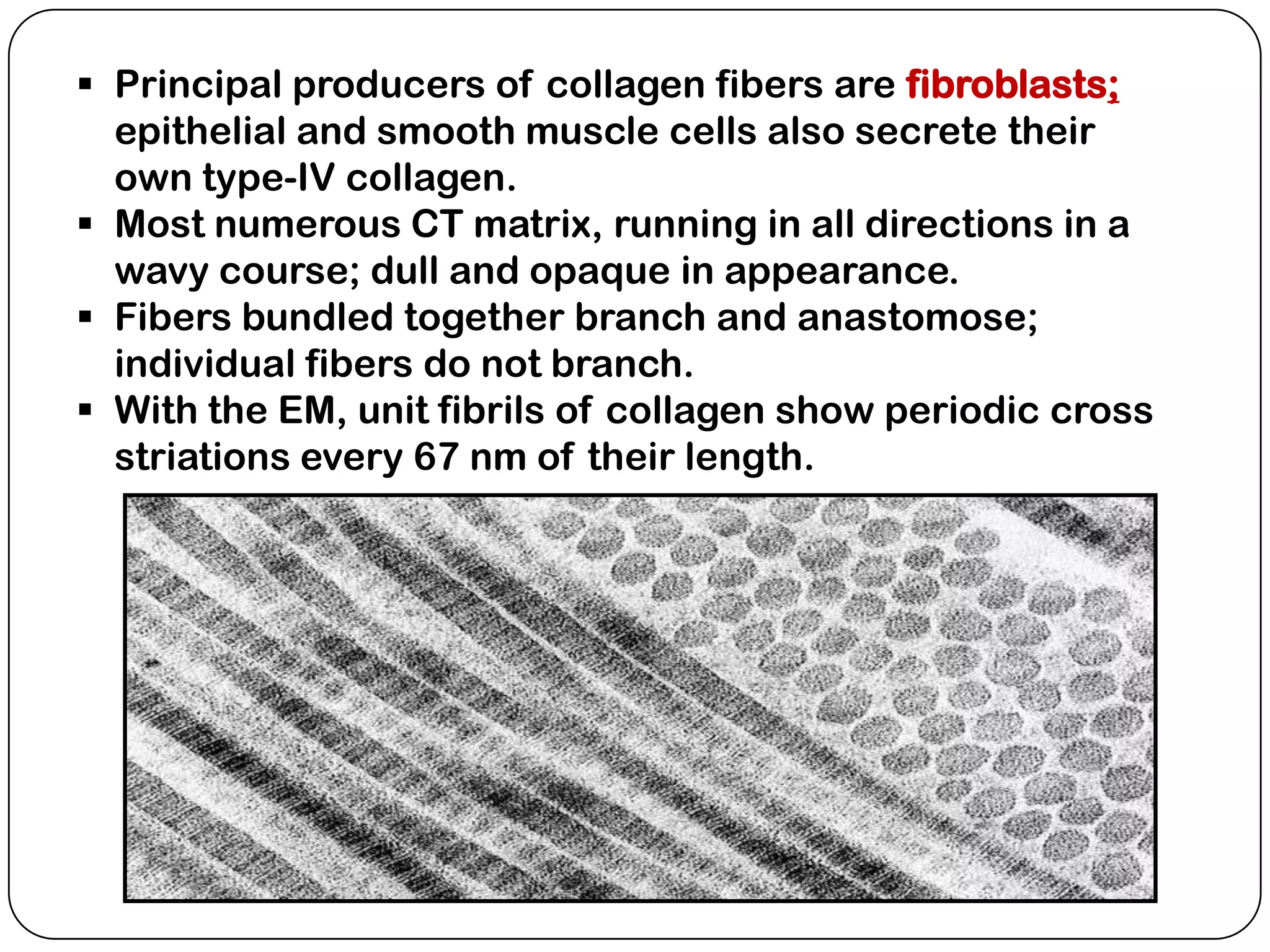  Principal producers of collagen fibers are fibroblasts;
  epithelial and smooth muscle cells also secrete their
  own type-IV collagen.
 Most numerous CT matrix, running in all directions in a
  wavy course; dull and opaque in appearance.
 Fibers bundled together branch and anastomose;
  individual fibers do not branch.
 With the EM, unit fibrils of collagen show periodic cross
  striations every 67 nm of their length.
 