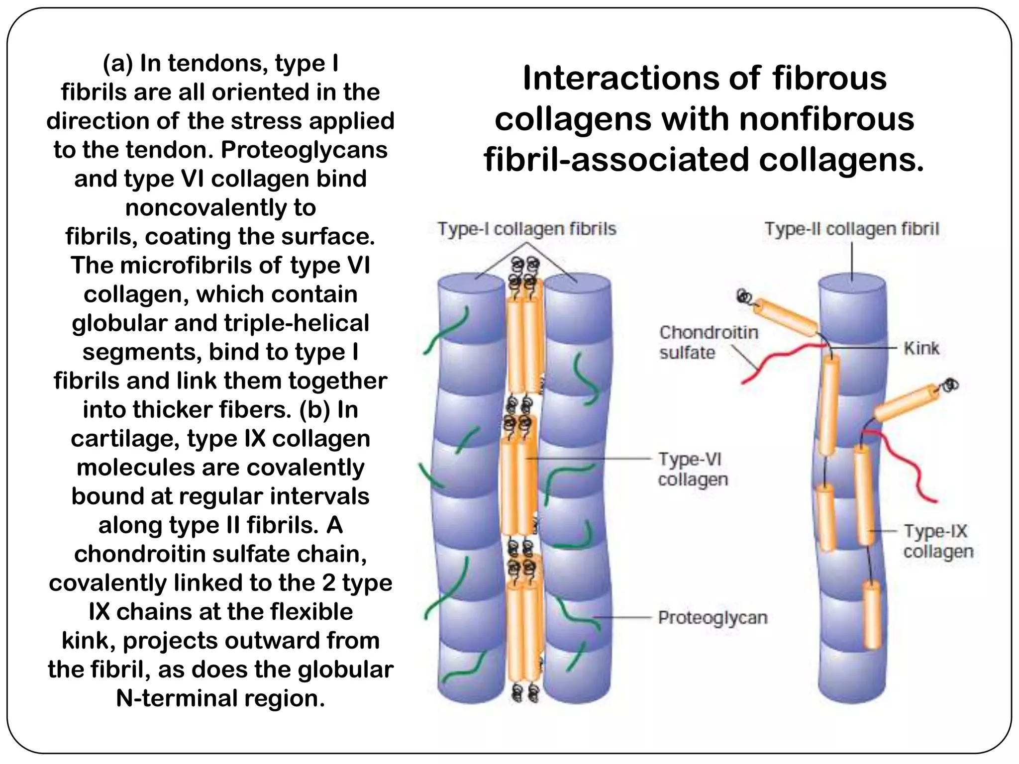(a) In tendons, type I
  fibrils are all oriented in the      Interactions of fibrous
direction of the stress applied      collagens with nonfibrous
 to the tendon. Proteoglycans
    and type VI collagen bind
                                    fibril-associated collagens.
          noncovalently to
   fibrils, coating the surface.
    The microfibrils of type VI
     collagen, which contain
    globular and triple-helical
     segments, bind to type I
 fibrils and link them together
     into thicker fibers. (b) In
    cartilage, type IX collagen
    molecules are covalently
    bound at regular intervals
       along type II fibrils. A
    chondroitin sulfate chain,
covalently linked to the 2 type
      IX chains at the flexible
  kink, projects outward from
the fibril, as does the globular
         N-terminal region.
 