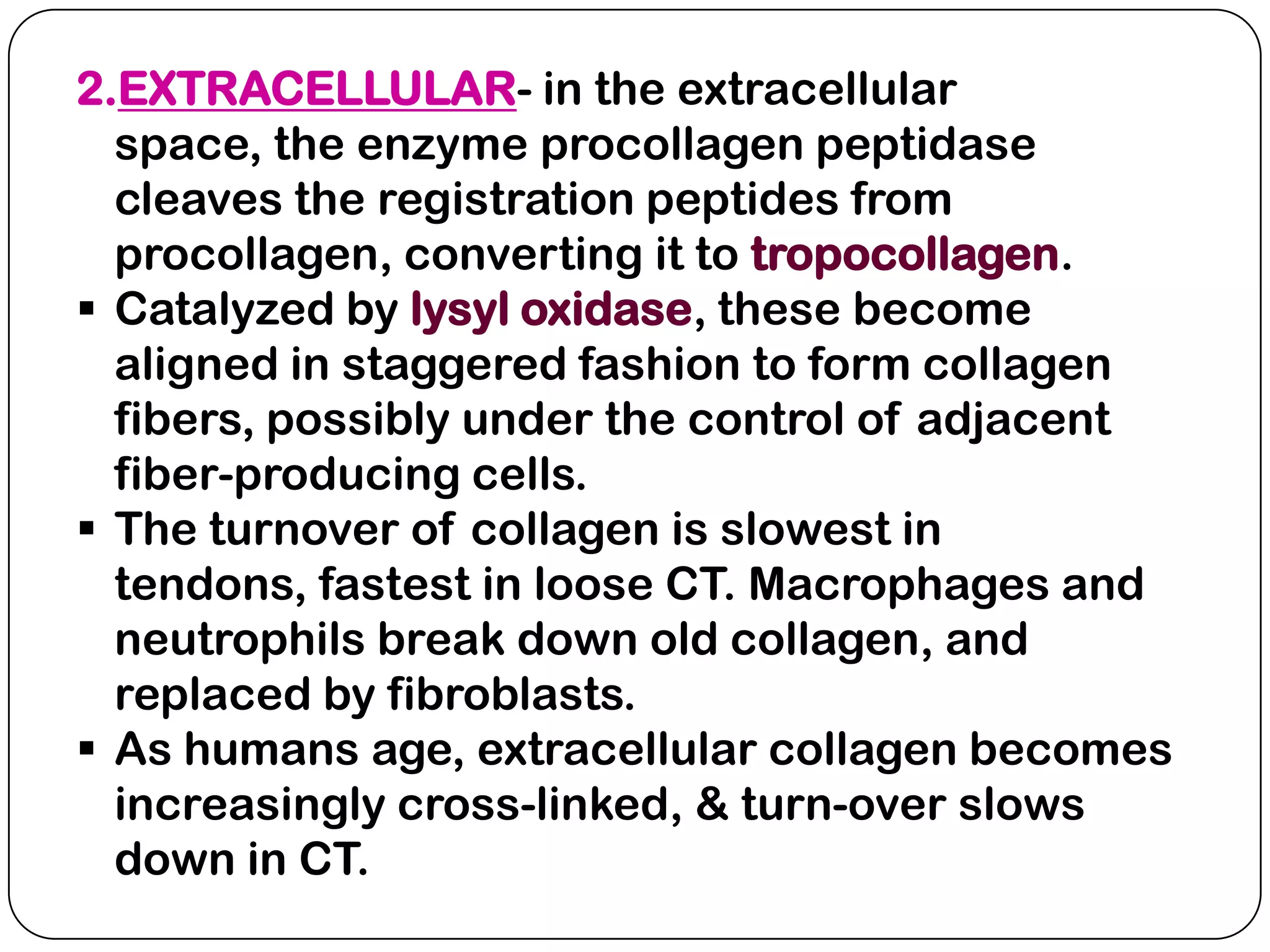 2.EXTRACELLULAR- in the extracellular
  space, the enzyme procollagen peptidase
  cleaves the registration peptides from
  procollagen, converting it to tropocollagen.
 Catalyzed by lysyl oxidase, these become
  aligned in staggered fashion to form collagen
  fibers, possibly under the control of adjacent
  fiber-producing cells.
 The turnover of collagen is slowest in
  tendons, fastest in loose CT. Macrophages and
  neutrophils break down old collagen, and
  replaced by fibroblasts.
 As humans age, extracellular collagen becomes
  increasingly cross-linked, & turn-over slows
  down in CT.
 