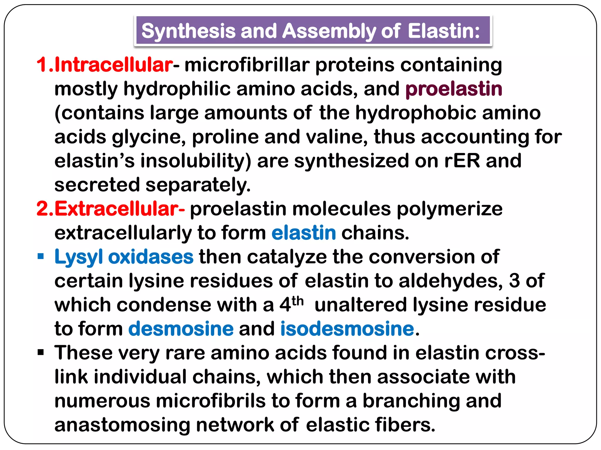 Synthesis and Assembly of Elastin:
1.Intracellular- microfibrillar proteins containing
  mostly hydrophilic amino acids, and proelastin
  (contains large amounts of the hydrophobic amino
  acids glycine, proline and valine, thus accounting for
  elastin’s insolubility) are synthesized on rER and
  secreted separately.
2.Extracellular- proelastin molecules polymerize
  extracellularly to form elastin chains.
 Lysyl oxidases then catalyze the conversion of
  certain lysine residues of elastin to aldehydes, 3 of
  which condense with a 4th unaltered lysine residue
  to form desmosine and isodesmosine.
 These very rare amino acids found in elastin cross-
  link individual chains, which then associate with
  numerous microfibrils to form a branching and
  anastomosing network of elastic fibers.
 