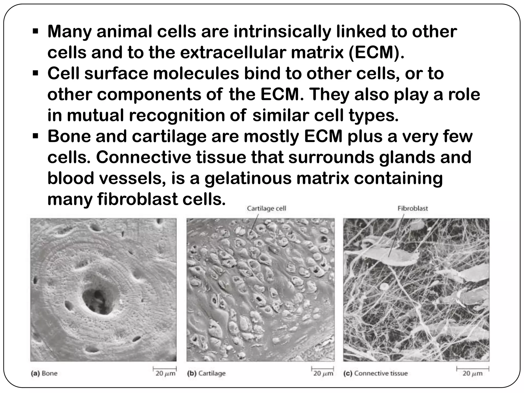  Many animal cells are intrinsically linked to other
  cells and to the extracellular matrix (ECM).
 Cell surface molecules bind to other cells, or to
  other components of the ECM. They also play a role
  in mutual recognition of similar cell types.
 Bone and cartilage are mostly ECM plus a very few
  cells. Connective tissue that surrounds glands and
  blood vessels, is a gelatinous matrix containing
  many fibroblast cells.
 