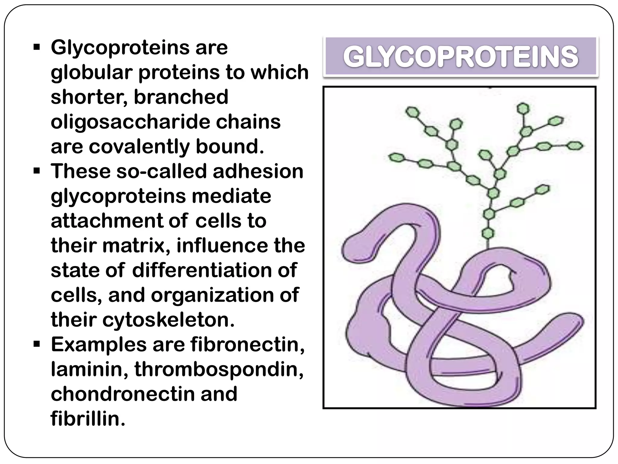  Glycoproteins are
  globular proteins to which
  shorter, branched
  oligosaccharide chains
  are covalently bound.
 These so-called adhesion
  glycoproteins mediate
  attachment of cells to
  their matrix, influence the
  state of differentiation of
  cells, and organization of
  their cytoskeleton.
 Examples are fibronectin,
  laminin, thrombospondin,
  chondronectin and
  fibrillin.
 