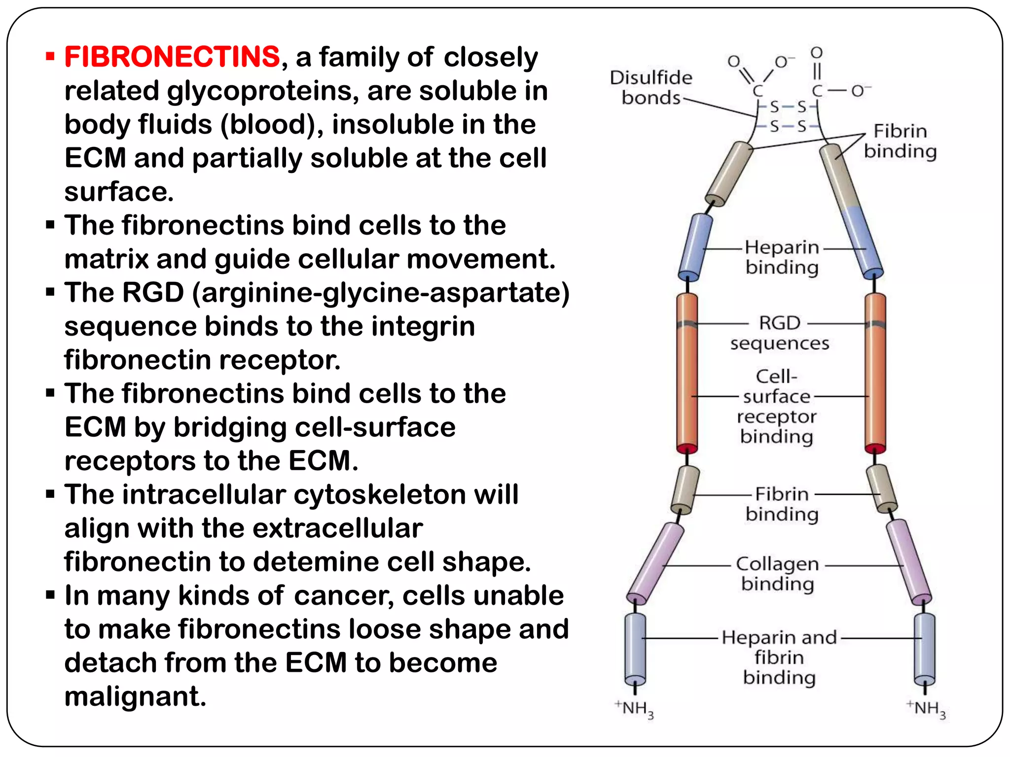  FIBRONECTINS, a family of closely
  related glycoproteins, are soluble in
  body fluids (blood), insoluble in the
  ECM and partially soluble at the cell
  surface.
 The fibronectins bind cells to the
  matrix and guide cellular movement.
 The RGD (arginine-glycine-aspartate)
  sequence binds to the integrin
  fibronectin receptor.
 The fibronectins bind cells to the
  ECM by bridging cell-surface
  receptors to the ECM.
 The intracellular cytoskeleton will
  align with the extracellular
  fibronectin to detemine cell shape.
 In many kinds of cancer, cells unable
  to make fibronectins loose shape and
  detach from the ECM to become
  malignant.
 