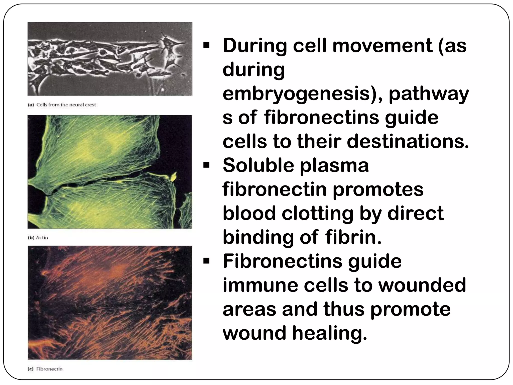 During cell movement (as
  during
  embryogenesis), pathway
  s of fibronectins guide
  cells to their destinations.
 Soluble plasma
  fibronectin promotes
  blood clotting by direct
  binding of fibrin.
 Fibronectins guide
  immune cells to wounded
  areas and thus promote
  wound healing.
 
