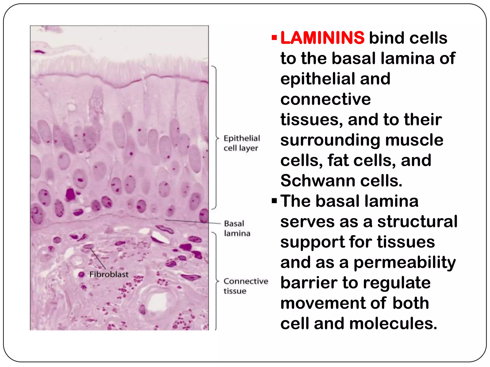  LAMININS bind cells
  to the basal lamina of
  epithelial and
  connective
  tissues, and to their
  surrounding muscle
  cells, fat cells, and
  Schwann cells.
 The basal lamina
  serves as a structural
  support for tissues
  and as a permeability
  barrier to regulate
  movement of both
  cell and molecules.
 