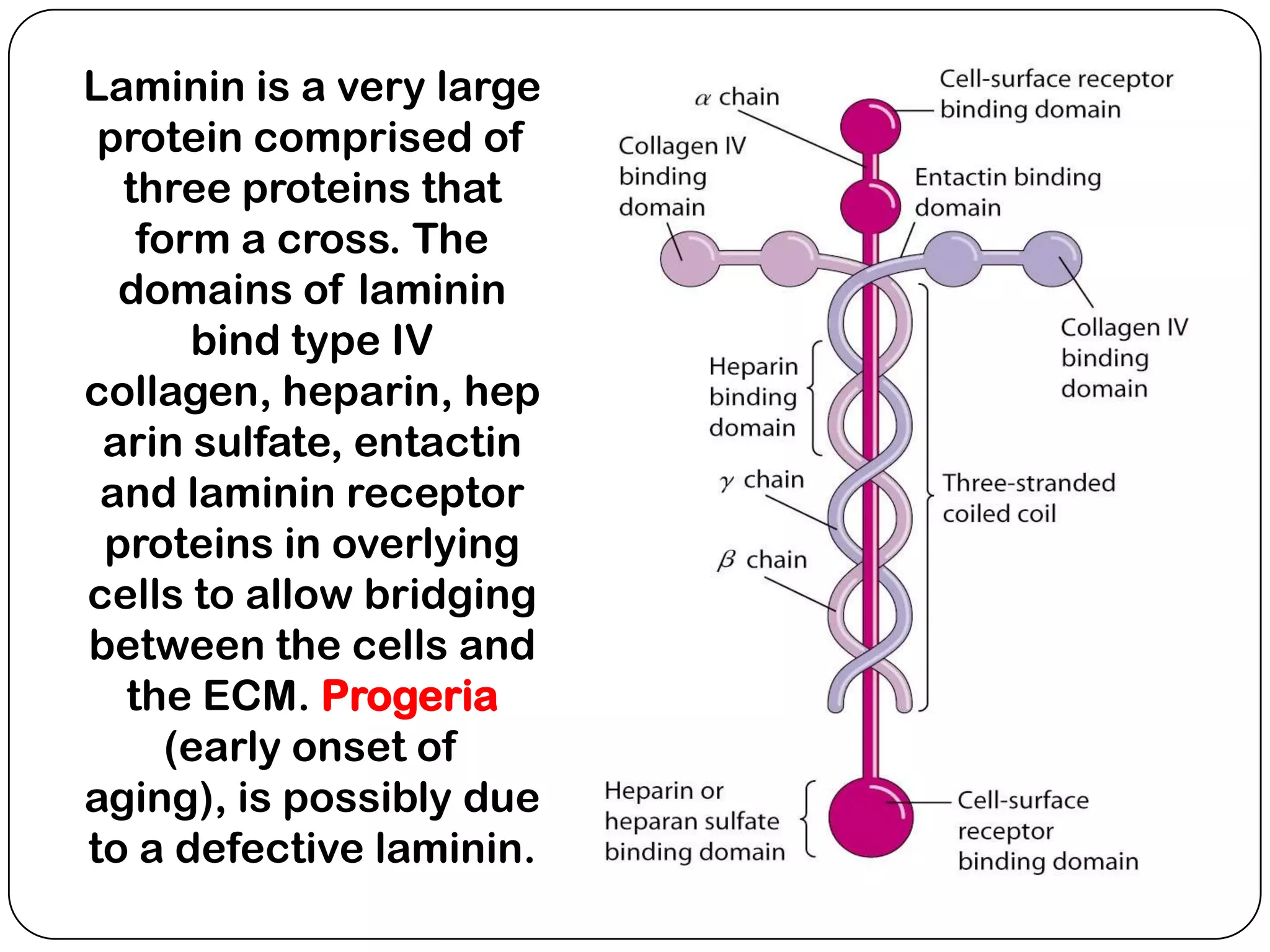 Laminin is a very large
 protein comprised of
  three proteins that
   form a cross. The
  domains of laminin
      bind type IV
collagen, heparin, hep
 arin sulfate, entactin
 and laminin receptor
 proteins in overlying
cells to allow bridging
between the cells and
  the ECM. Progeria
     (early onset of
aging), is possibly due
to a defective laminin.
 