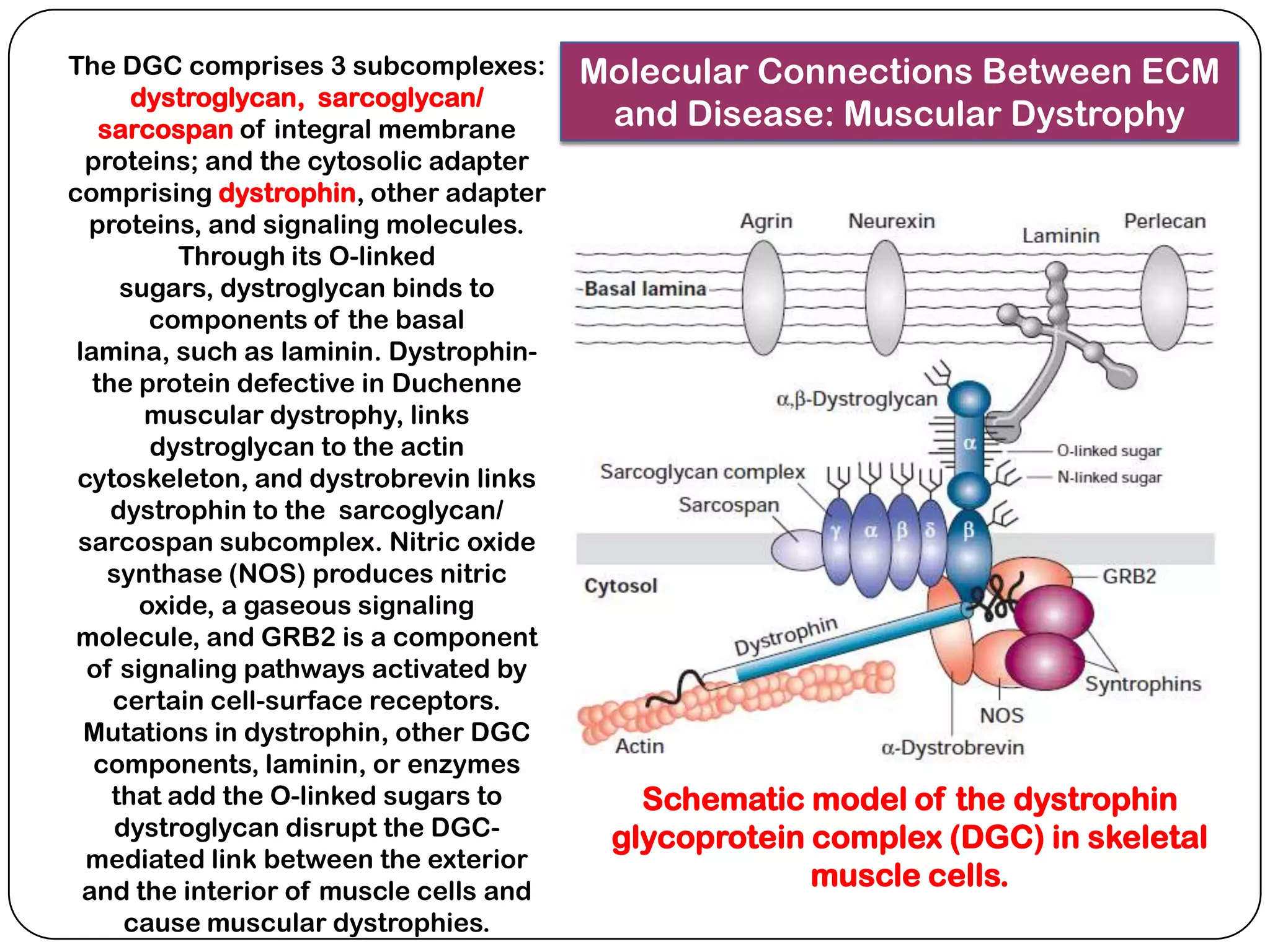 The DGC comprises 3 subcomplexes:        Molecular Connections Between ECM
       dystroglycan, sarcoglycan/
    sarcospan of integral membrane        and Disease: Muscular Dystrophy
  proteins; and the cytosolic adapter
comprising dystrophin, other adapter
  proteins, and signaling molecules.
           Through its O-linked
      sugars, dystroglycan binds to
         components of the basal
 lamina, such as laminin. Dystrophin-
   the protein defective in Duchenne
        muscular dystrophy, links
         dystroglycan to the actin
 cytoskeleton, and dystrobrevin links
     dystrophin to the sarcoglycan/
 sarcospan subcomplex. Nitric oxide
     synthase (NOS) produces nitric
        oxide, a gaseous signaling
 molecule, and GRB2 is a component
  of signaling pathways activated by
     certain cell-surface receptors.
  Mutations in dystrophin, other DGC
   components, laminin, or enzymes
     that add the O-linked sugars to        Schematic model of the dystrophin
      dystroglycan disrupt the DGC-       glycoprotein complex (DGC) in skeletal
  mediated link between the exterior
  and the interior of muscle cells and
                                                       muscle cells.
       cause muscular dystrophies.
 