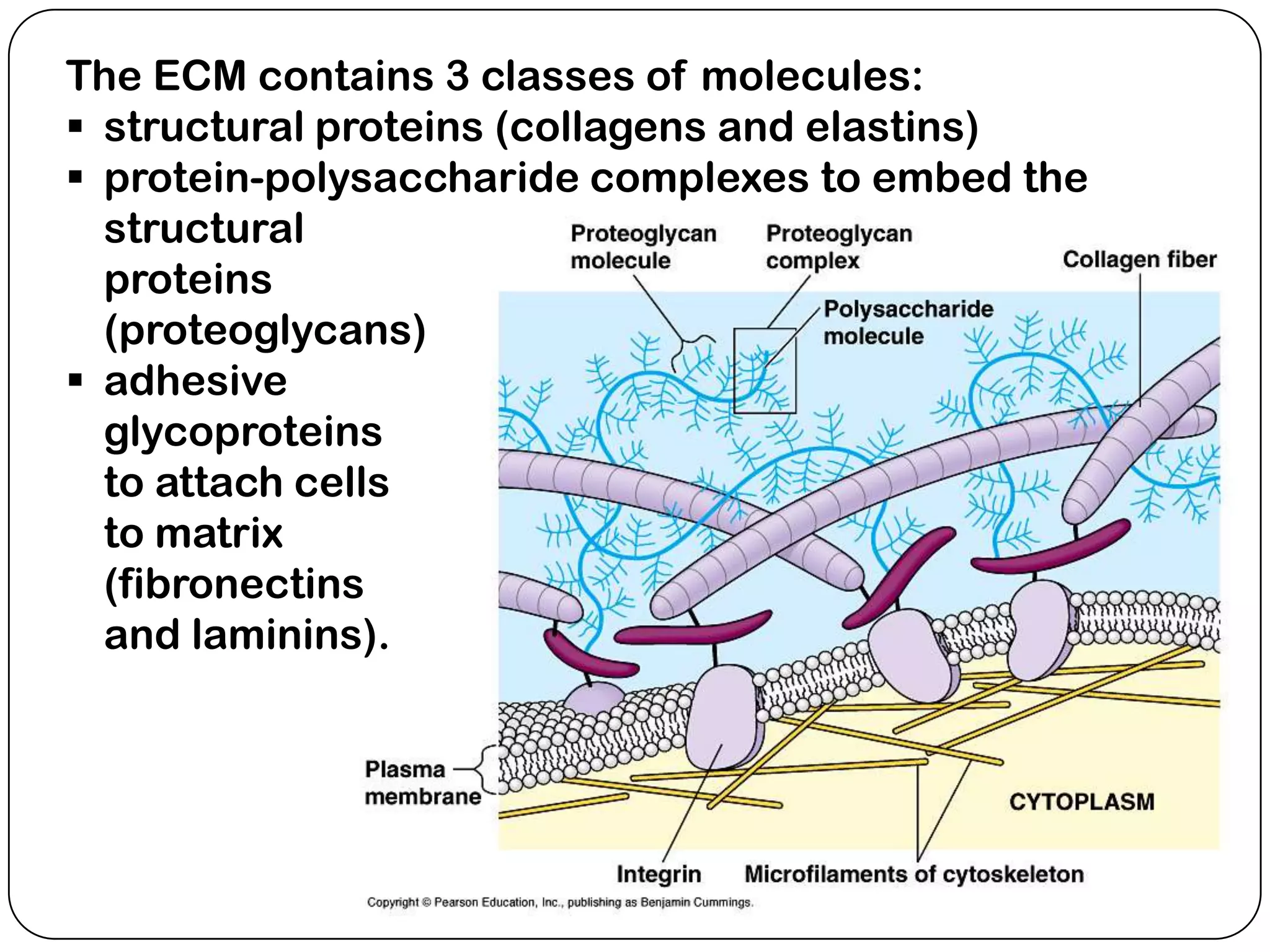 The ECM contains 3 classes of molecules:
 structural proteins (collagens and elastins)
 protein-polysaccharide complexes to embed the
  structural
  proteins
  (proteoglycans)
 adhesive
  glycoproteins
  to attach cells
  to matrix
  (fibronectins
  and laminins).
 
