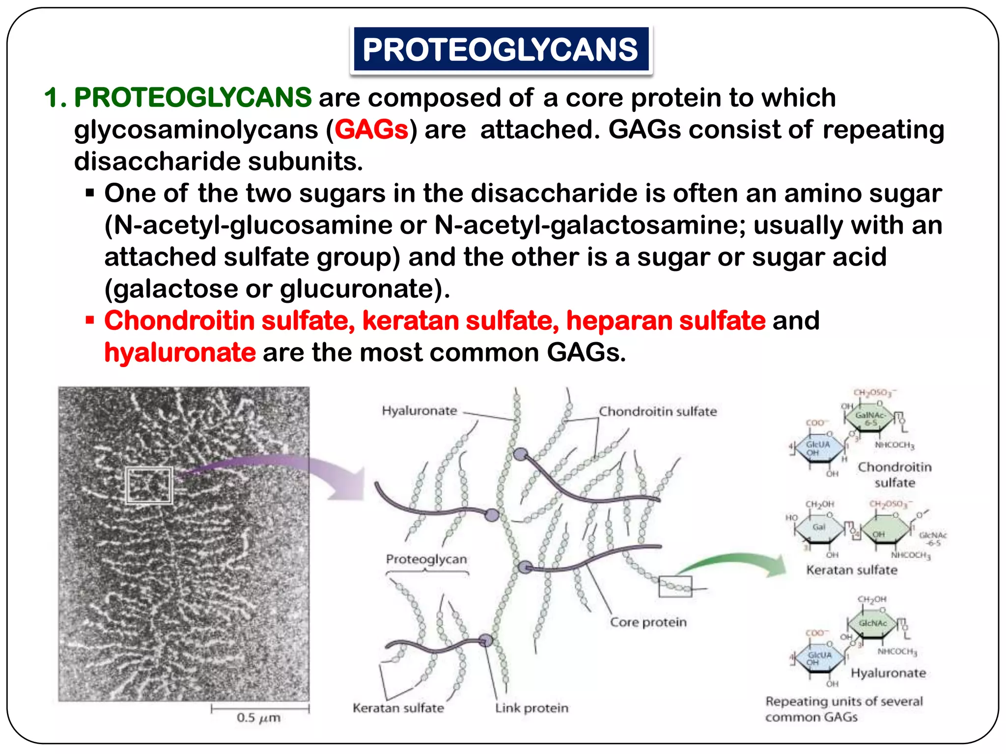 PROTEOGLYCANS
1. PROTEOGLYCANS are composed of a core protein to which
   glycosaminolycans (GAGs) are attached. GAGs consist of repeating
   disaccharide subunits.
     One of the two sugars in the disaccharide is often an amino sugar
      (N-acetyl-glucosamine or N-acetyl-galactosamine; usually with an
      attached sulfate group) and the other is a sugar or sugar acid
      (galactose or glucuronate).
     Chondroitin sulfate, keratan sulfate, heparan sulfate and
      hyaluronate are the most common GAGs.
 