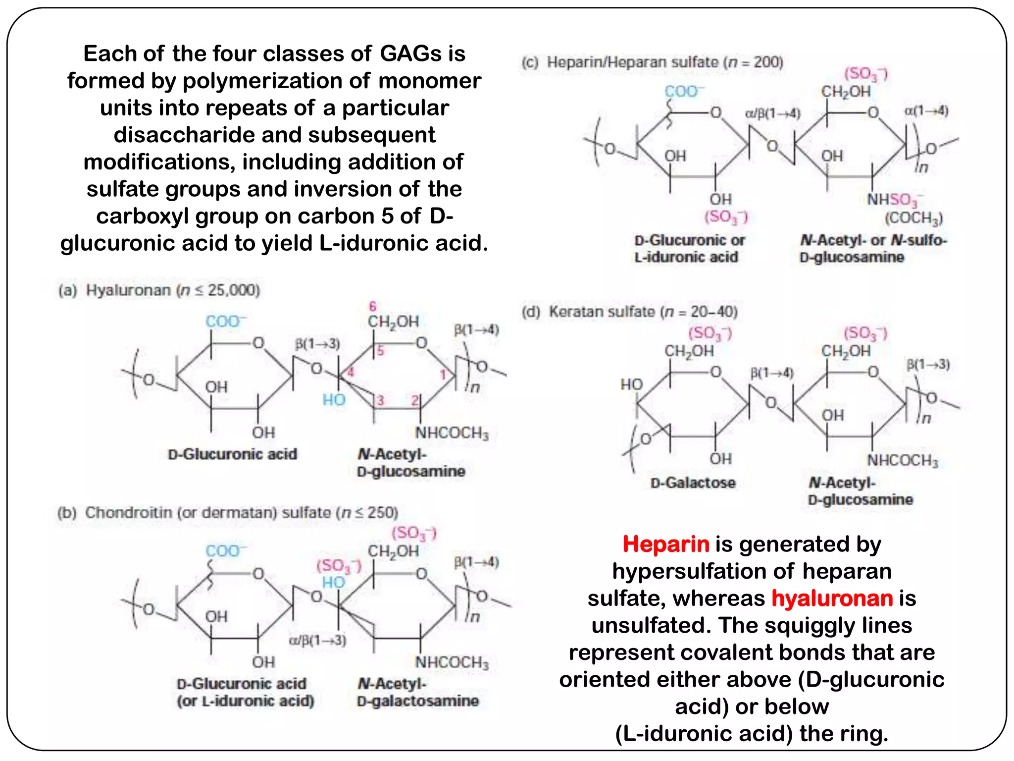 Each of the four classes of GAGs is
 formed by polymerization of monomer
    units into repeats of a particular
     disaccharide and subsequent
   modifications, including addition of
   sulfate groups and inversion of the
    carboxyl group on carbon 5 of D-
glucuronic acid to yield L-iduronic acid.




                                                  Heparin is generated by
                                                 hypersulfation of heparan
                                               sulfate, whereas hyaluronan is
                                               unsulfated. The squiggly lines
                                             represent covalent bonds that are
                                            oriented either above (D-glucuronic
                                                        acid) or below
                                                 (L-iduronic acid) the ring.
 