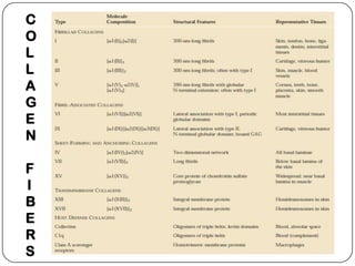 C
O
L
L
A
G
E
N

F
I
B
E
R
S
 