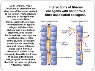 (a) In tendons, type I
  fibrils are all oriented in the      Interactions of fibrous
direction of the stress applied      collagens with nonfibrous
 to the tendon. Proteoglycans
    and type VI collagen bind
                                    fibril-associated collagens.
          noncovalently to
   fibrils, coating the surface.
    The microfibrils of type VI
     collagen, which contain
    globular and triple-helical
     segments, bind to type I
 fibrils and link them together
     into thicker fibers. (b) In
    cartilage, type IX collagen
    molecules are covalently
    bound at regular intervals
       along type II fibrils. A
    chondroitin sulfate chain,
covalently linked to the 2 type
      IX chains at the flexible
  kink, projects outward from
the fibril, as does the globular
         N-terminal region.
 