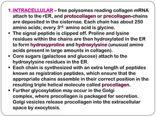 1.INTRACELLULAR – free polysomes reading collagen mRNA
  attach to the rER, and protocollagen or precollagen-chains
  are deposited in the cisternae. Each chain has about 250
  amino acids; every 3rd amino acid is glycine.
 The signal peptide is clipped off. Proline and lysine
  residues within the chains are then hydroxylated in the ER
  to form hydroxyproline and hydroxylysine (unusual amino
  acids present in large amounts in collagen).
 Core sugars (galactose and glucose) attach to the
  hydroxylysine residues in the ER.
 Each chain is synthesized with an extra length of peptides
  known as registration peptides, which ensure that the
  appropriate chains assemble in their correct position in the
  resulting triple helical molecule called procollagen.
 Further glycosylation may occur in the Golgi
  complex, where procollagen is packaged for secretion.
  Golgi vesicles release procollagen into the extracellular
  space by exocytosis.
 