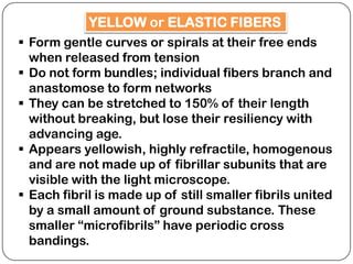YELLOW or ELASTIC FIBERS
 Form gentle curves or spirals at their free ends
  when released from tension
 Do not form bundles; individual fibers branch and
  anastomose to form networks
 They can be stretched to 150% of their length
  without breaking, but lose their resiliency with
  advancing age.
 Appears yellowish, highly refractile, homogenous
  and are not made up of fibrillar subunits that are
  visible with the light microscope.
 Each fibril is made up of still smaller fibrils united
  by a small amount of ground substance. These
  smaller “microfibrils” have periodic cross
  bandings.
 