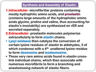 Synthesis and Assembly of Elastin:
1.Intracellular- microfibrillar proteins containing
  mostly hydrophilic amino acids, and proelastin
  (contains large amounts of the hydrophobic amino
  acids glycine, proline and valine, thus accounting for
  elastin’s insolubility) are synthesized on rER and
  secreted separately.
2.Extracellular- proelastin molecules polymerize
  extracellularly to form elastin chains.
 Lysyl oxidases then catalyze the conversion of
  certain lysine residues of elastin to aldehydes, 3 of
  which condense with a 4th unaltered lysine residue
  to form desmosine and isodesmosine.
 These very rare amino acids found in elastin cross-
  link individual chains, which then associate with
  numerous microfibrils to form a branching and
  anastomosing network of elastic fibers.
 