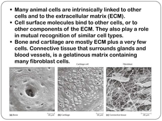  Many animal cells are intrinsically linked to other
  cells and to the extracellular matrix (ECM).
 Cell surface molecules bind to other cells, or to
  other components of the ECM. They also play a role
  in mutual recognition of similar cell types.
 Bone and cartilage are mostly ECM plus a very few
  cells. Connective tissue that surrounds glands and
  blood vessels, is a gelatinous matrix containing
  many fibroblast cells.
 
