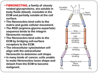  FIBRONECTINS, a family of closely
  related glycoproteins, are soluble in
  body fluids (blood), insoluble in the
  ECM and partially soluble at the cell
  surface.
 The fibronectins bind cells to the
  matrix and guide cellular movement.
 The RGD (arginine-glycine-aspartate)
  sequence binds to the integrin
  fibronectin receptor.
 The fibronectins bind cells to the
  ECM by bridging cell-surface
  receptors to the ECM.
 The intracellular cytoskeleton will
  align with the extracellular
  fibronectin to detemine cell shape.
 In many kinds of cancer, cells unable
  to make fibronectins loose shape and
  detach from the ECM to become
  malignant.
 