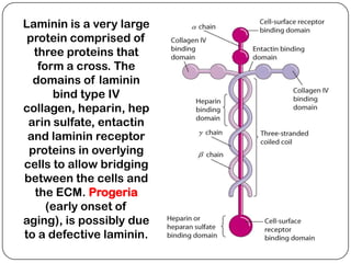 Laminin is a very large
 protein comprised of
  three proteins that
   form a cross. The
  domains of laminin
      bind type IV
collagen, heparin, hep
 arin sulfate, entactin
 and laminin receptor
 proteins in overlying
cells to allow bridging
between the cells and
  the ECM. Progeria
     (early onset of
aging), is possibly due
to a defective laminin.
 