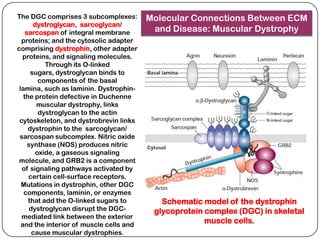 The DGC comprises 3 subcomplexes:        Molecular Connections Between ECM
       dystroglycan, sarcoglycan/
    sarcospan of integral membrane        and Disease: Muscular Dystrophy
  proteins; and the cytosolic adapter
comprising dystrophin, other adapter
  proteins, and signaling molecules.
           Through its O-linked
      sugars, dystroglycan binds to
         components of the basal
 lamina, such as laminin. Dystrophin-
   the protein defective in Duchenne
        muscular dystrophy, links
         dystroglycan to the actin
 cytoskeleton, and dystrobrevin links
     dystrophin to the sarcoglycan/
 sarcospan subcomplex. Nitric oxide
     synthase (NOS) produces nitric
        oxide, a gaseous signaling
 molecule, and GRB2 is a component
  of signaling pathways activated by
     certain cell-surface receptors.
  Mutations in dystrophin, other DGC
   components, laminin, or enzymes
     that add the O-linked sugars to        Schematic model of the dystrophin
      dystroglycan disrupt the DGC-       glycoprotein complex (DGC) in skeletal
  mediated link between the exterior
  and the interior of muscle cells and
                                                       muscle cells.
       cause muscular dystrophies.
 