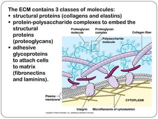 The ECM contains 3 classes of molecules:
 structural proteins (collagens and elastins)
 protein-polysaccharide complexes to embed the
  structural
  proteins
  (proteoglycans)
 adhesive
  glycoproteins
  to attach cells
  to matrix
  (fibronectins
  and laminins).
 