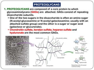 PROTEOGLYCANS
1. PROTEOGLYCANS are composed of a core protein to which
   glycosaminolycans (GAGs) are attached. GAGs consist of repeating
   disaccharide subunits.
     One of the two sugars in the disaccharide is often an amino sugar
      (N-acetyl-glucosamine or N-acetyl-galactosamine; usually with an
      attached sulfate group) and the other is a sugar or sugar acid
      (galactose or glucuronate).
     Chondroitin sulfate, keratan sulfate, heparan sulfate and
      hyaluronate are the most common GAGs.
 