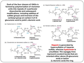 Each of the four classes of GAGs is
 formed by polymerization of monomer
    units into repeats of a particular
     disaccharide and subsequent
   modifications, including addition of
   sulfate groups and inversion of the
    carboxyl group on carbon 5 of D-
glucuronic acid to yield L-iduronic acid.




                                                  Heparin is generated by
                                                 hypersulfation of heparan
                                               sulfate, whereas hyaluronan is
                                               unsulfated. The squiggly lines
                                             represent covalent bonds that are
                                            oriented either above (D-glucuronic
                                                        acid) or below
                                                 (L-iduronic acid) the ring.
 