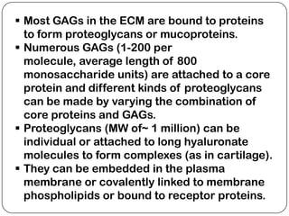  Most GAGs in the ECM are bound to proteins
  to form proteoglycans or mucoproteins.
 Numerous GAGs (1-200 per
  molecule, average length of 800
  monosaccharide units) are attached to a core
  protein and different kinds of proteoglycans
  can be made by varying the combination of
  core proteins and GAGs.
 Proteoglycans (MW of~ 1 million) can be
  individual or attached to long hyaluronate
  molecules to form complexes (as in cartilage).
 They can be embedded in the plasma
  membrane or covalently linked to membrane
  phospholipids or bound to receptor proteins.
 