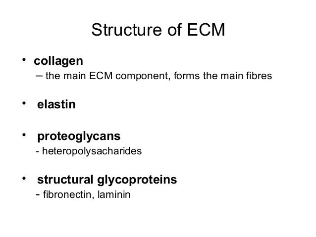Extracellular Matrix Components 1 1 Studynova