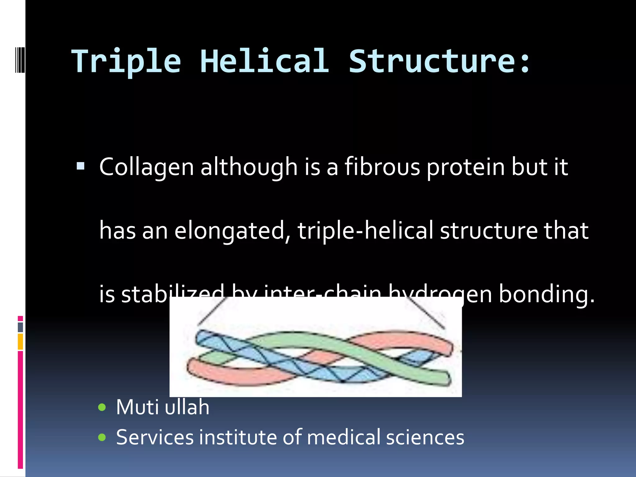 Triple Helical Structure:
 Collagen although is a fibrous protein but it
has an elongated, triple-helical structure that
is stabilized by inter-chain hydrogen bonding.
 Muti ullah
 Services institute of medical sciences
 
