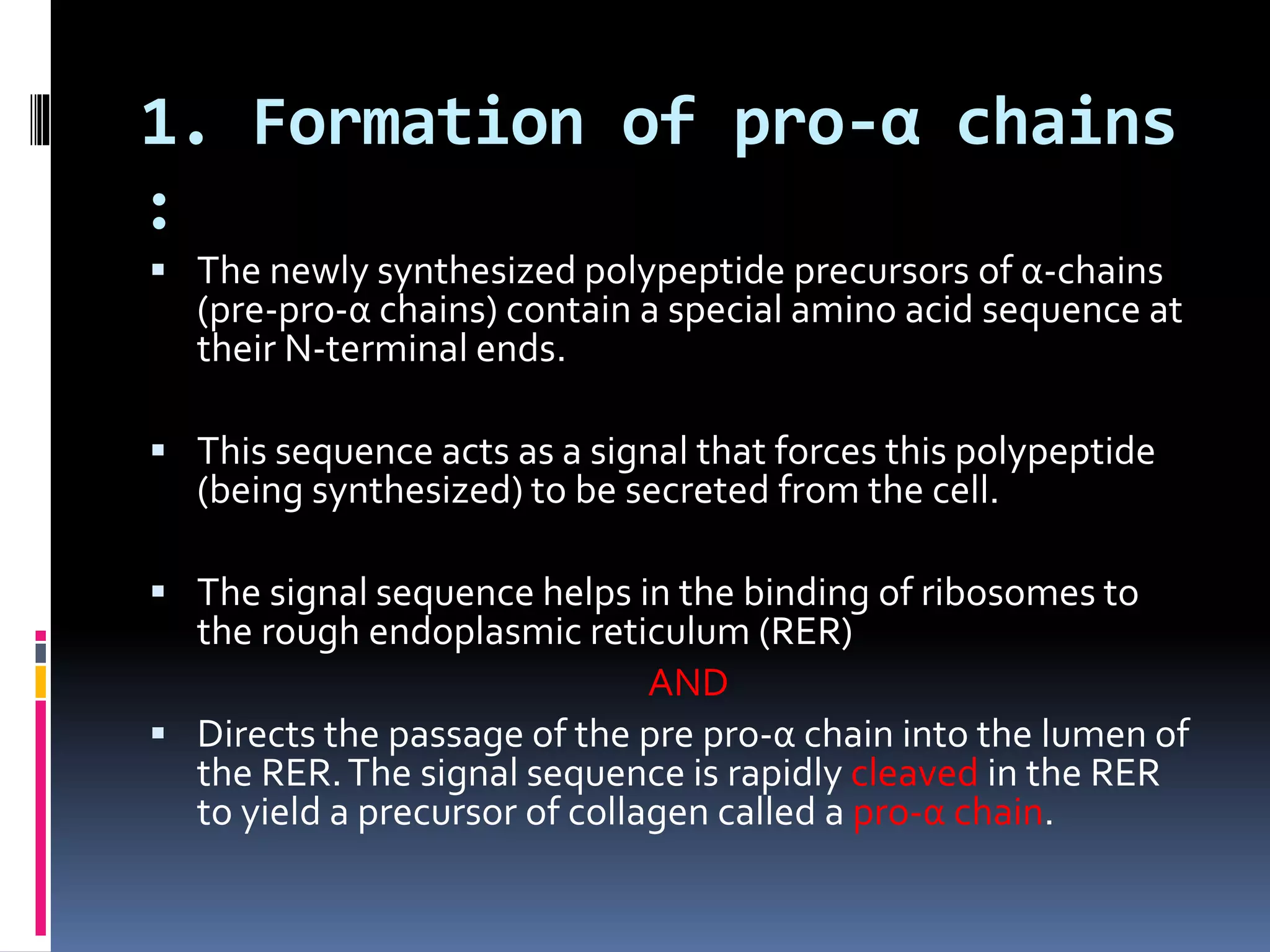 1. Formation of pro-α chains
:
 The newly synthesized polypeptide precursors of α-chains
(pre-pro-α chains) contain a special amino acid sequence at
their N-terminal ends.
 This sequence acts as a signal that forces this polypeptide
(being synthesized) to be secreted from the cell.
 The signal sequence helps in the binding of ribosomes to
the rough endoplasmic reticulum (RER)
AND
 Directs the passage of the pre pro-α chain into the lumen of
the RER.The signal sequence is rapidly cleaved in the RER
to yield a precursor of collagen called a pro-α chain.
 