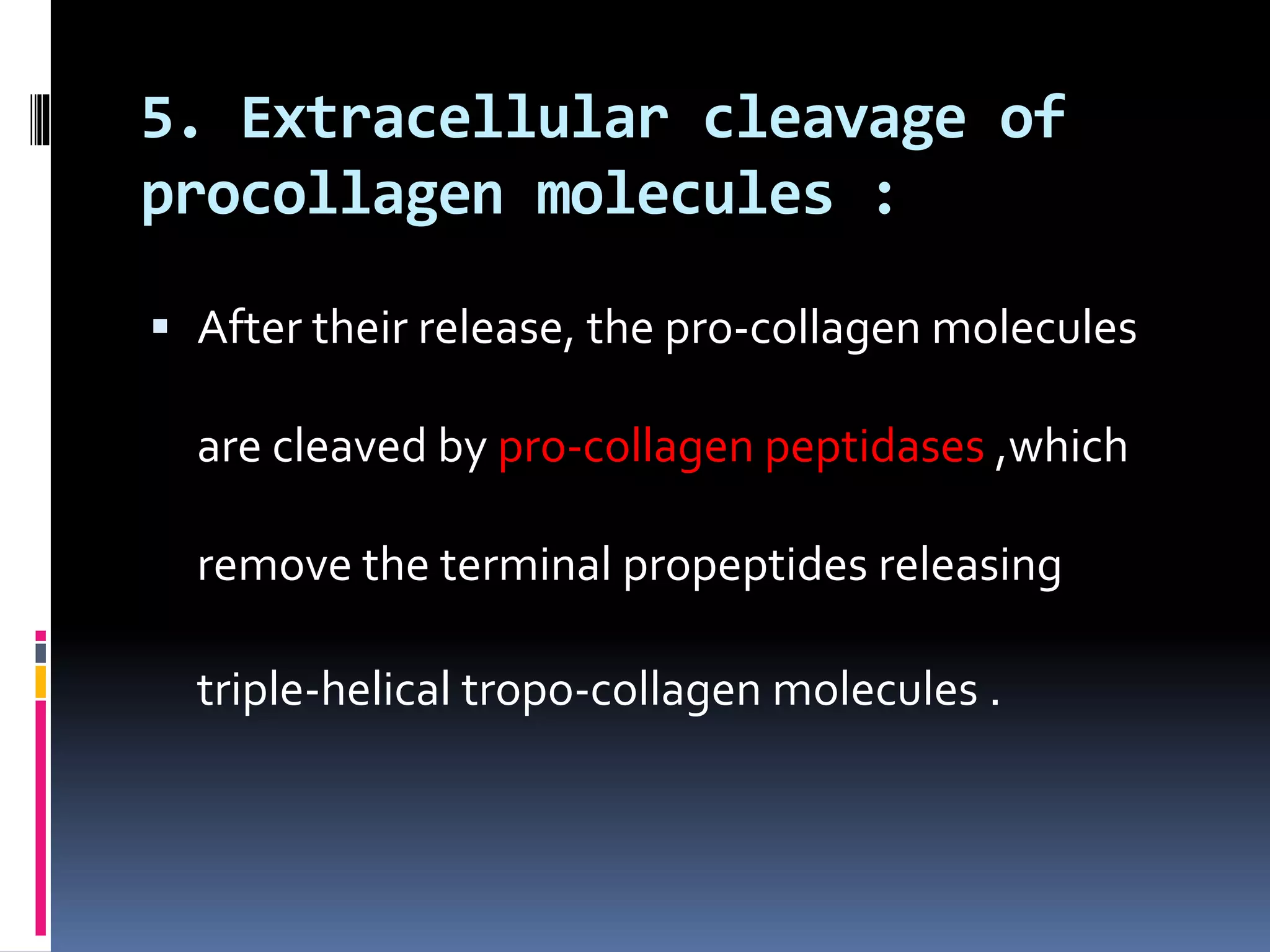 5. Extracellular cleavage of
procollagen molecules :
 After their release, the pro-collagen molecules
are cleaved by pro-collagen peptidases ,which
remove the terminal propeptides releasing
triple-helical tropo-collagen molecules .
 