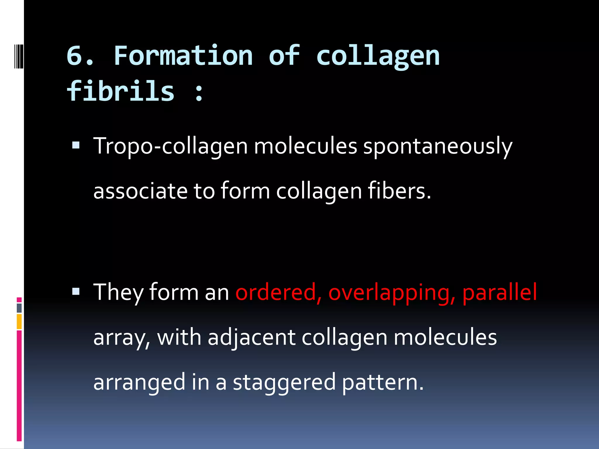 6. Formation of collagen
fibrils :
 Tropo-collagen molecules spontaneously
associate to form collagen fibers.
 They form an ordered, overlapping, parallel
array, with adjacent collagen molecules
arranged in a staggered pattern.
 