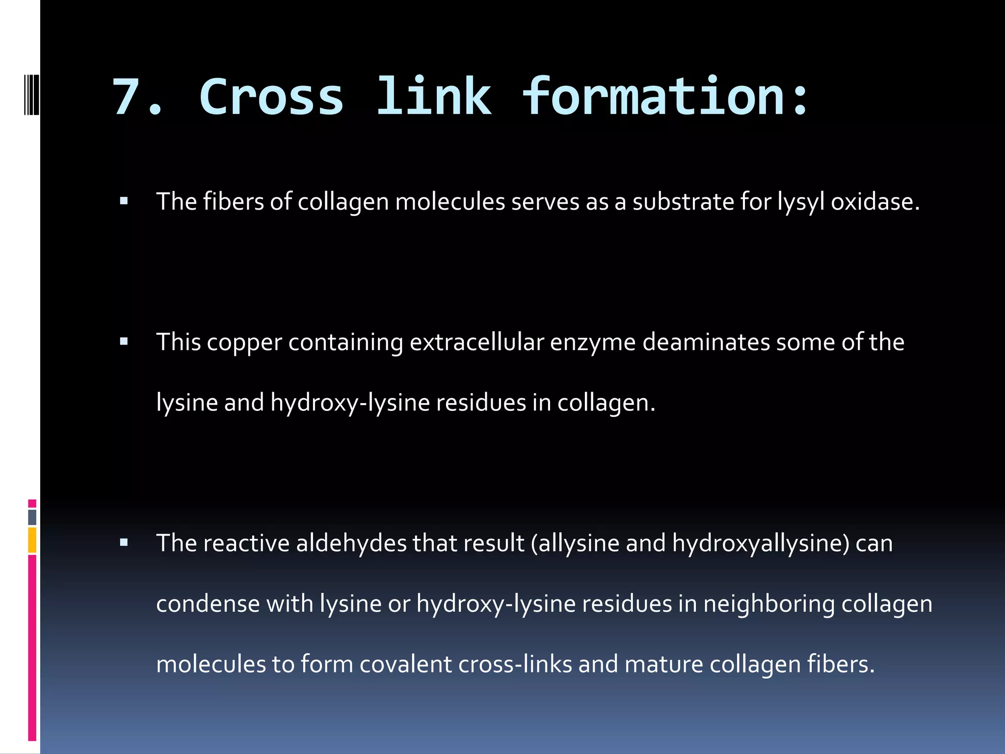 7. Cross link formation:
 The fibers of collagen molecules serves as a substrate for lysyl oxidase.
 This copper containing extracellular enzyme deaminates some of the
lysine and hydroxy-lysine residues in collagen.
 The reactive aldehydes that result (allysine and hydroxyallysine) can
condense with lysine or hydroxy-lysine residues in neighboring collagen
molecules to form covalent cross-links and mature collagen fibers.
 