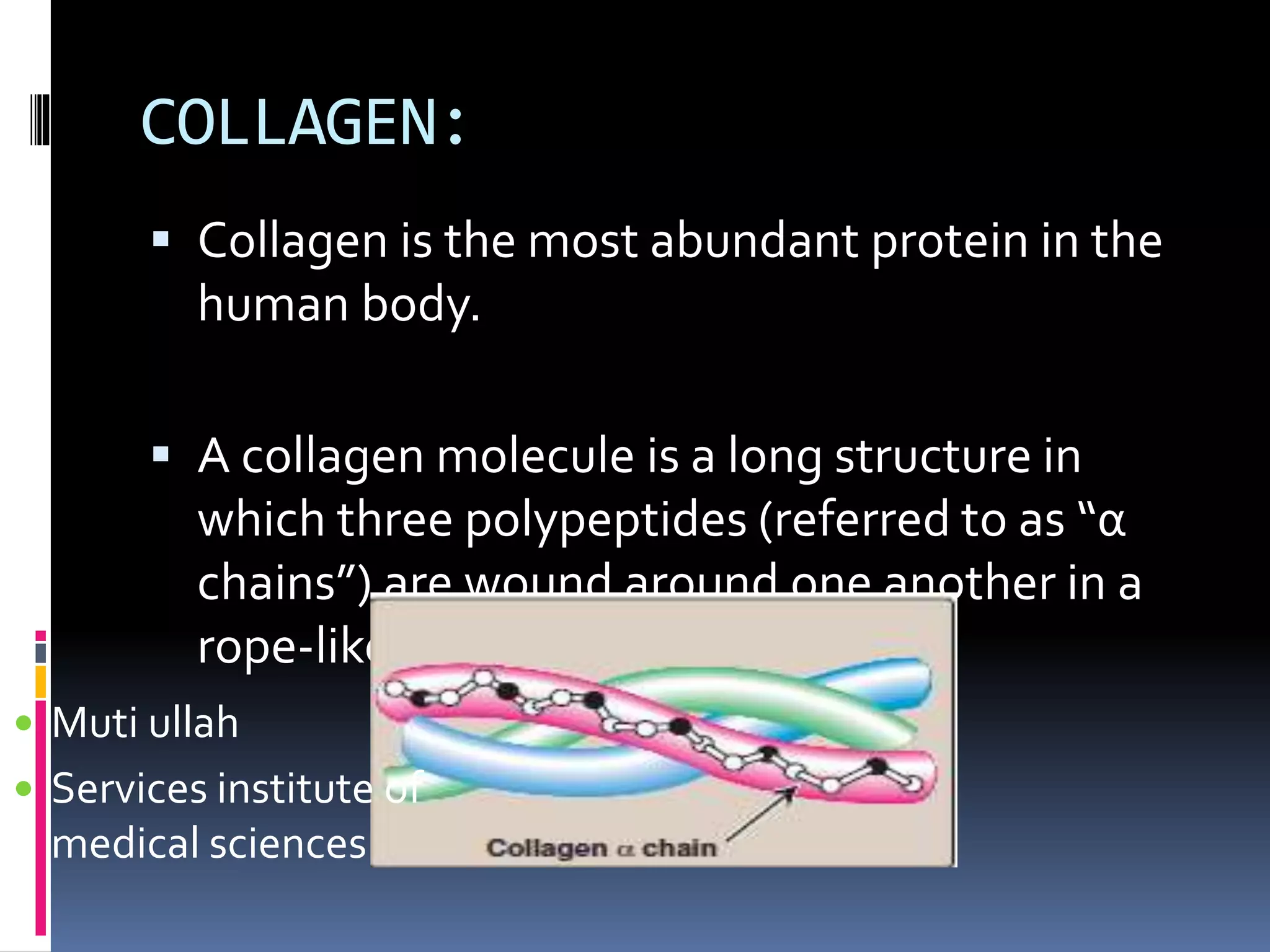 COLLAGEN:
 Collagen is the most abundant protein in the
human body.
 A collagen molecule is a long structure in
which three polypeptides (referred to as “α
chains”) are wound around one another in a
rope-like triple helix.
 Muti ullah
 Services institute of
medical sciences
 