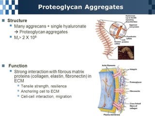 Extracellular matrix