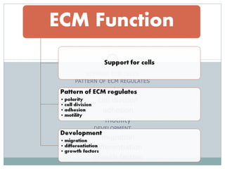 SUPPORT FOR CELLS
PATTERN OF ECM REGULATES
polarity
cell division
adhesion
motility
DEVELOPMENT
migration
differentiation
growth factors