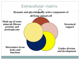 Extracellular matrix
