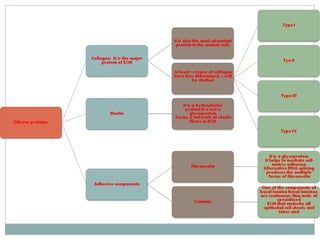 Extracellular matrix