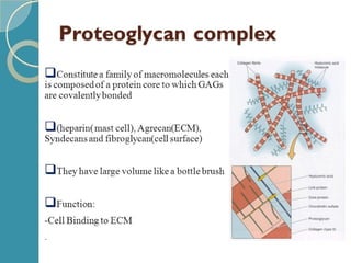 Extracellular matrix