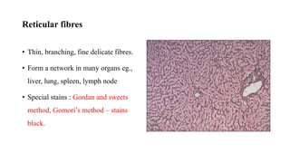Fine Reticular Network Extracellular matrix | PPTX