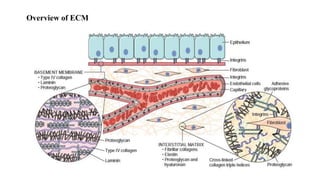 Ecm Bio Extracellular matrix | PPTX