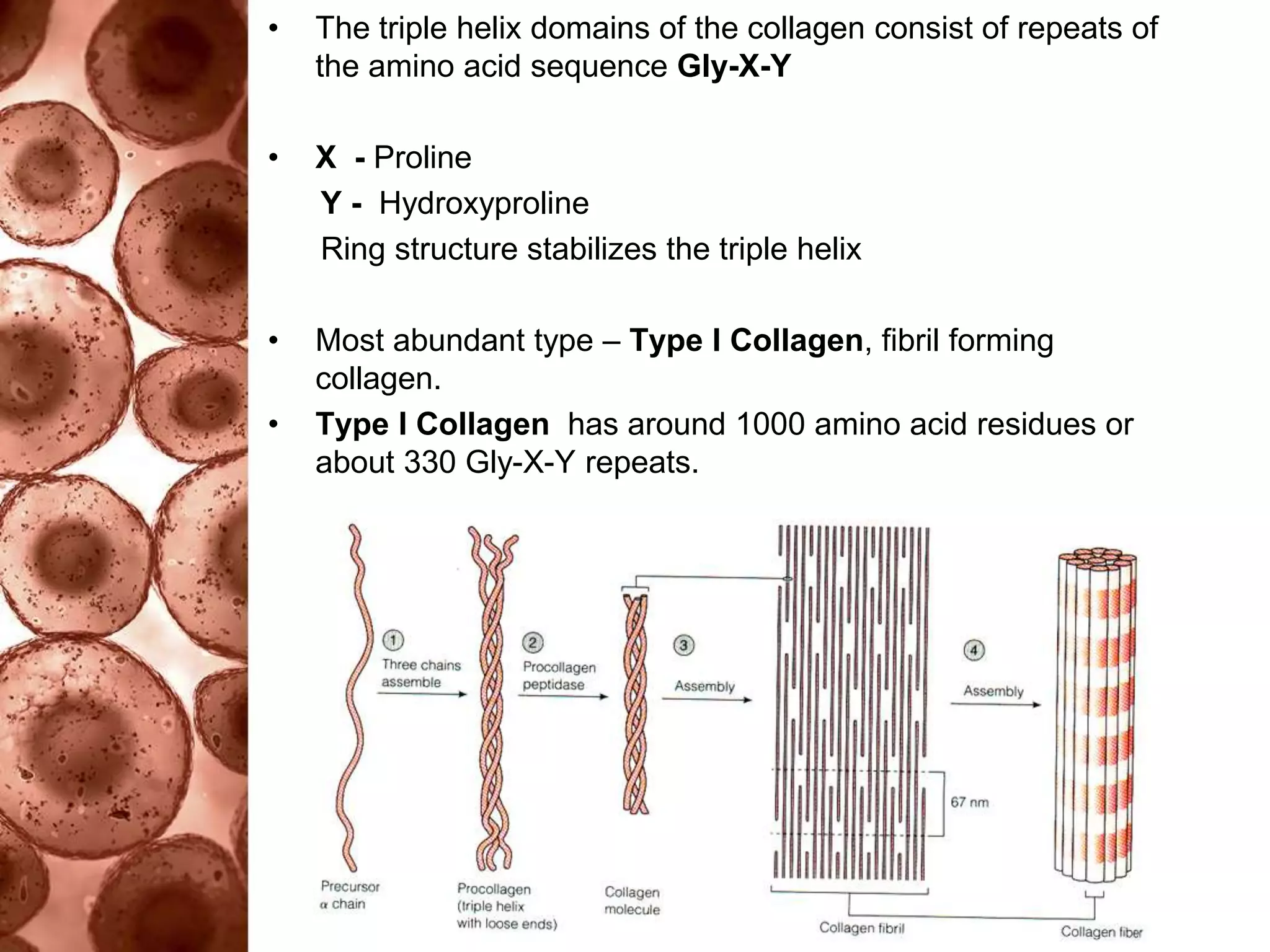 Extra Cellular Matrix PPTX