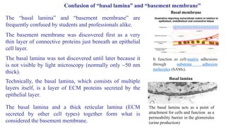 Extracellular matrix | PPT
