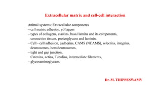 Extracellular matrix and cell-cell interaction
Animal systems: Extracellular components
– cell matrix adhesion, collagens
– types of collagens, elastins, basal lamina and its components,
connective tissues, proteoglycans and laminin.
– Cell - cell adhesion, cadherins, CAMS (NCAMS), selectins, integrins,
desmosomes, hemidesmosomes,
– tight and gap junction,
Catenins, actins, Tubulins, intermediate filaments,
– glycosaminoglycans.
Dr. M. THIPPESWAMY
 
